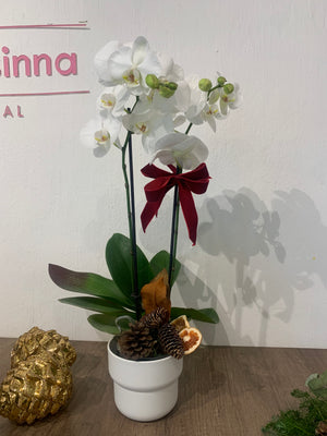 Phalenopsis Navideña