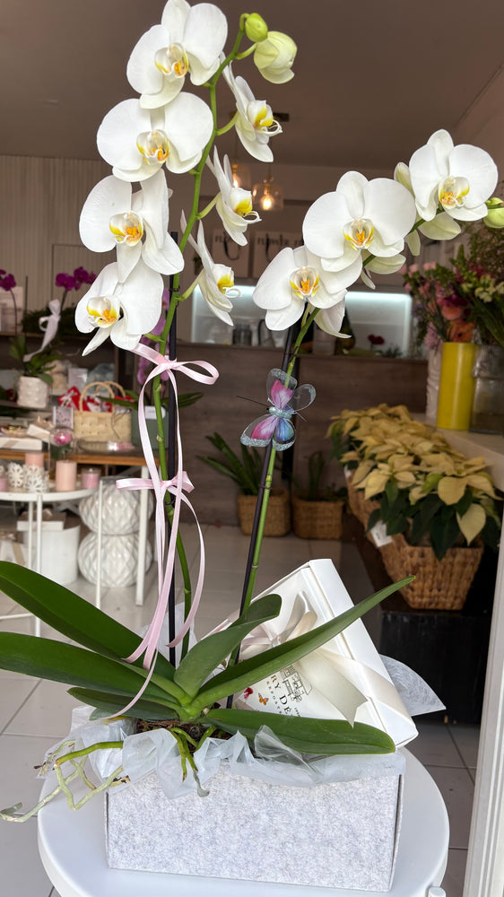 Caja con Orquidea y Galletas