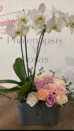 Phalenopsis y Rosas