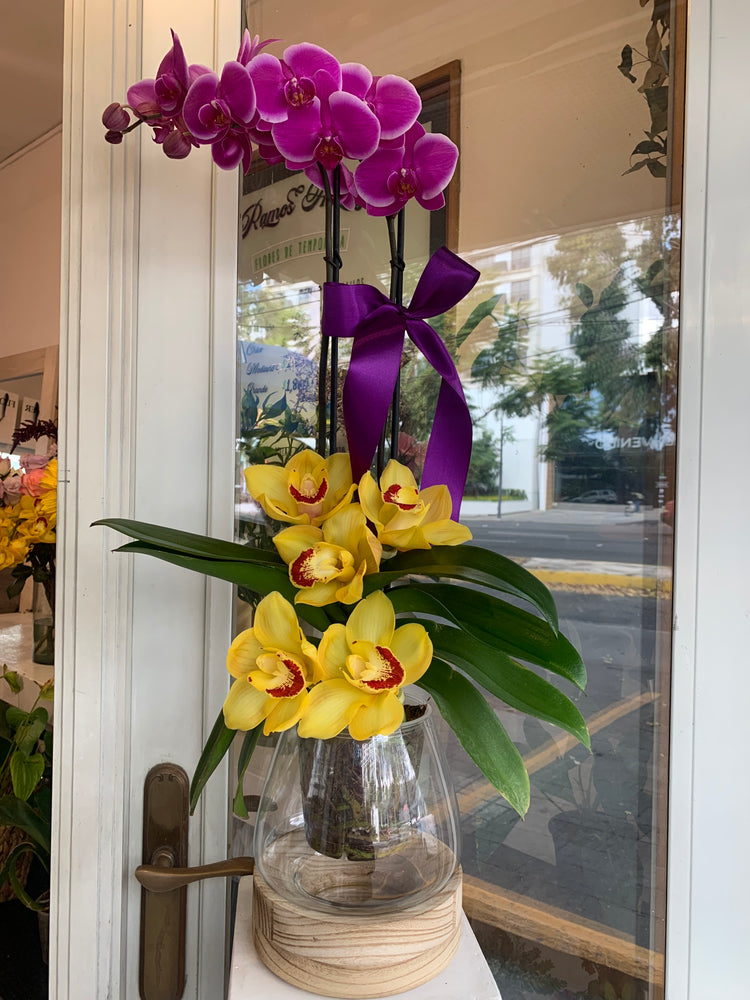 Orquídeas