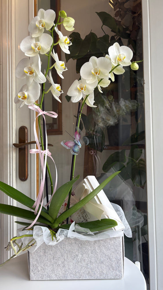 Caja con Orquidea y Galletas
