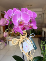 Orquídeas y rosas (planta + flores)