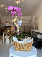 Orquídea kit para mamá