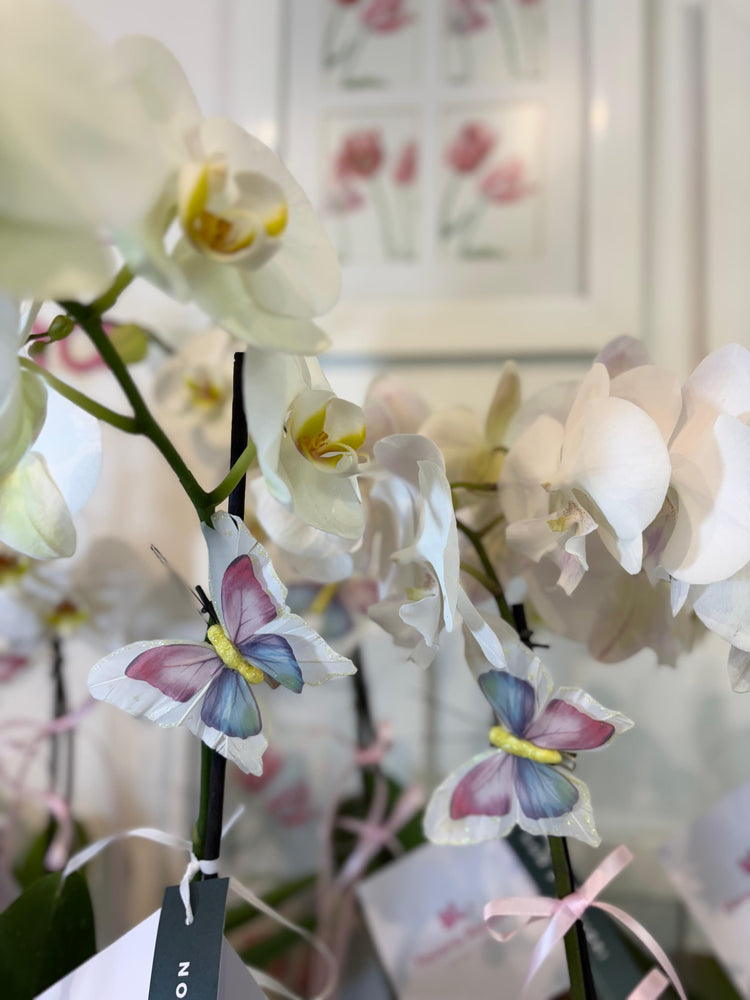Orquídea en cerámica