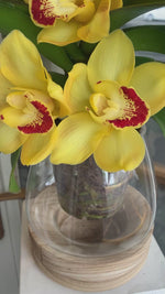 Orquídeas