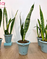 Sansevieria en maceta. Planta de interior , fácil de cuidar y que limpia el aire.