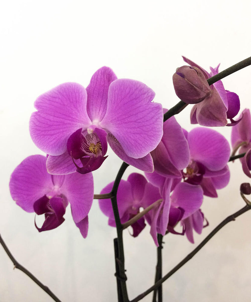 Orquidea Phalaenopsis - Floreria Rossinna
