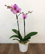 Orquidea Phalaenopsis - Floreria Rossinna