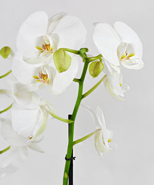 
            
                Load image into Gallery viewer, Orquidea Phalaenopsis - Floreria Rossinna
            
        