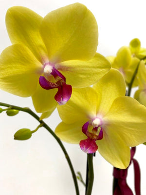 
            
                Cargar imagen en el visor de la galería, Orquidea Phalaenopsis
            
        