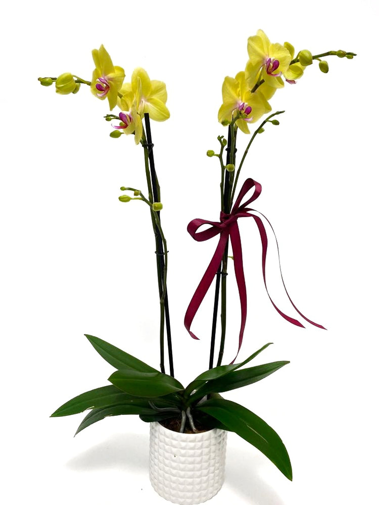 
            
                Load image into Gallery viewer, Orquidea Phalaenopsis
            
        