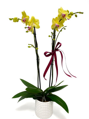 
            
                Cargar imagen en el visor de la galería, Orquidea Phalaenopsis
            
        